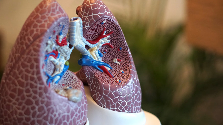Chronic Respiratory Disease & Your Immune System